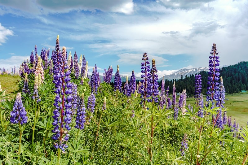 Gulmarg Photo1